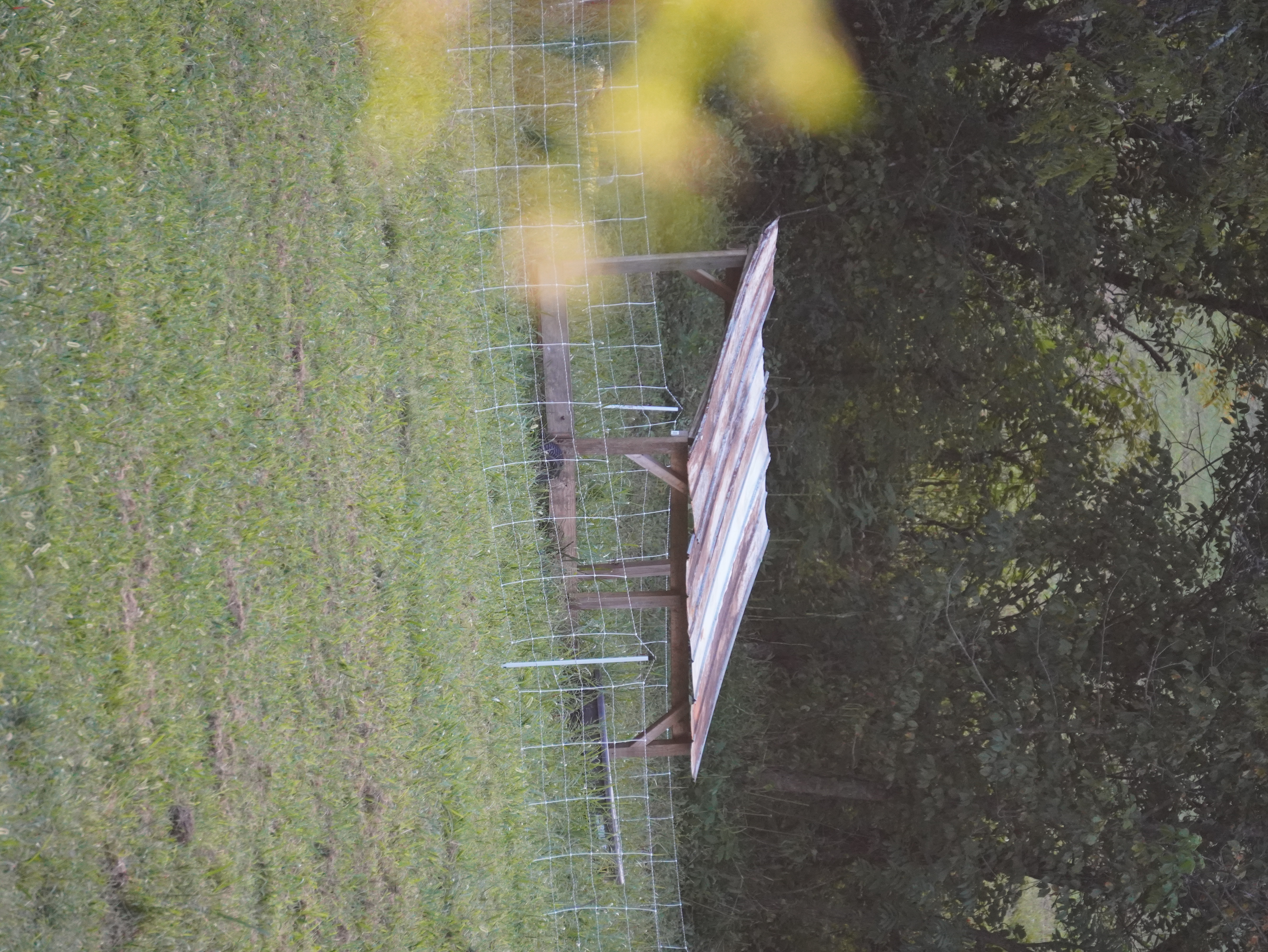 Family farm life at Smoky Mountain Acres in the Smoky Mountains